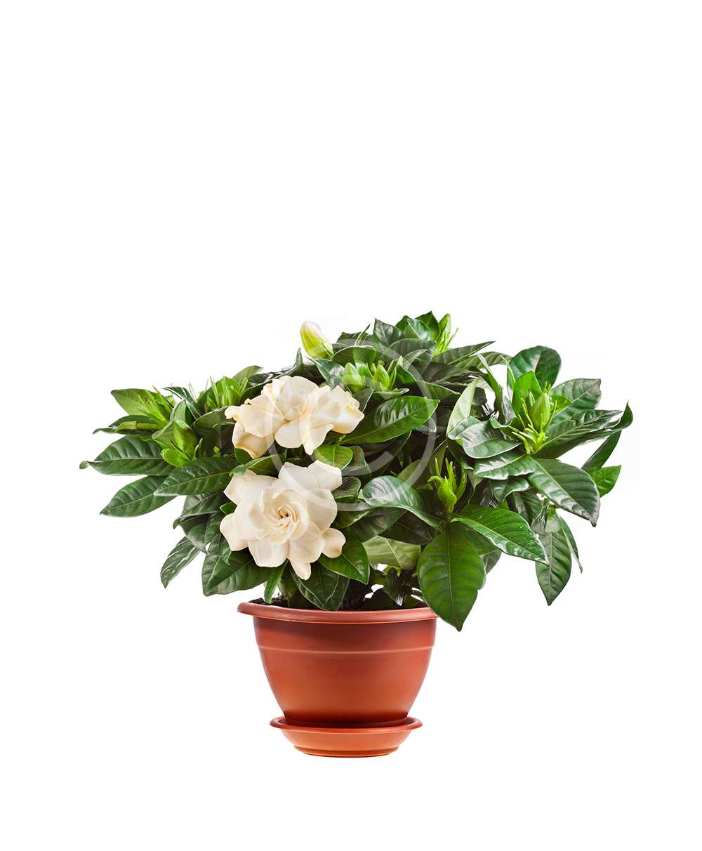 product-5