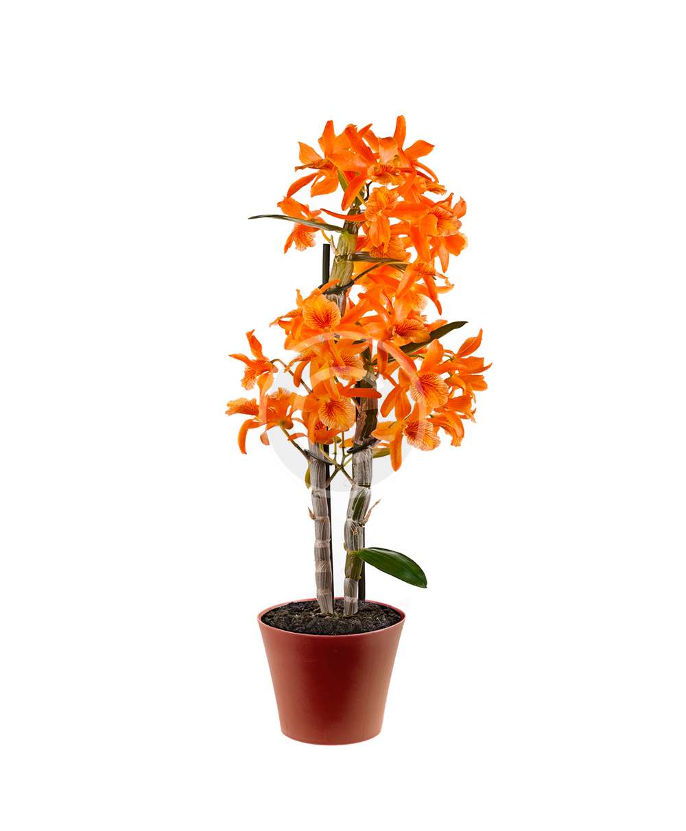 product-7